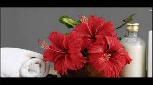 images 29 4 300x168 Hibiscus Hair Growth Benefits